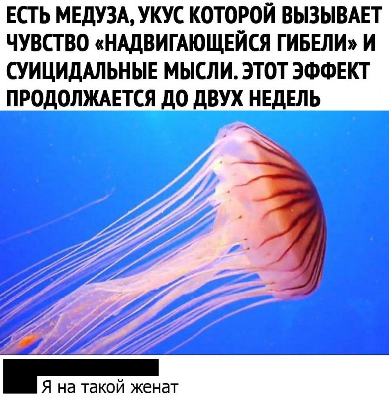 Тот факт что медуза выжила 650 миллионов лет без мозгов дает надежду многим людям картинки