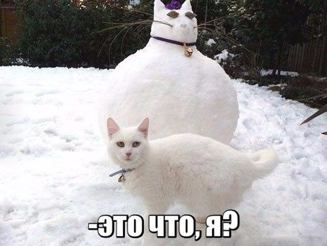 Кот в шоке от снеговика схожего на кота