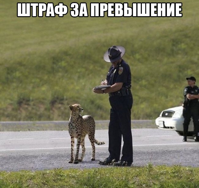 Мент оштрафовал гепарда за превышение
