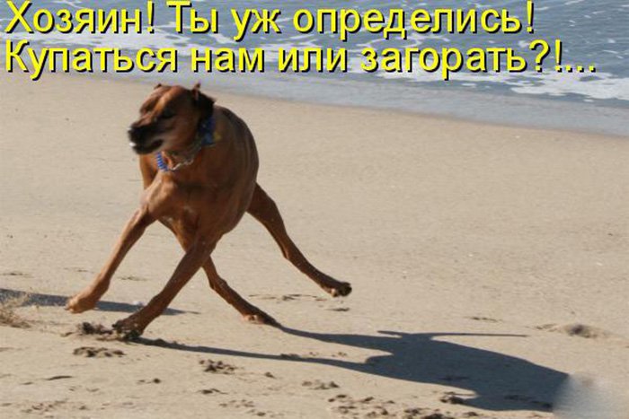 Собака бежит и купаться и загорать
