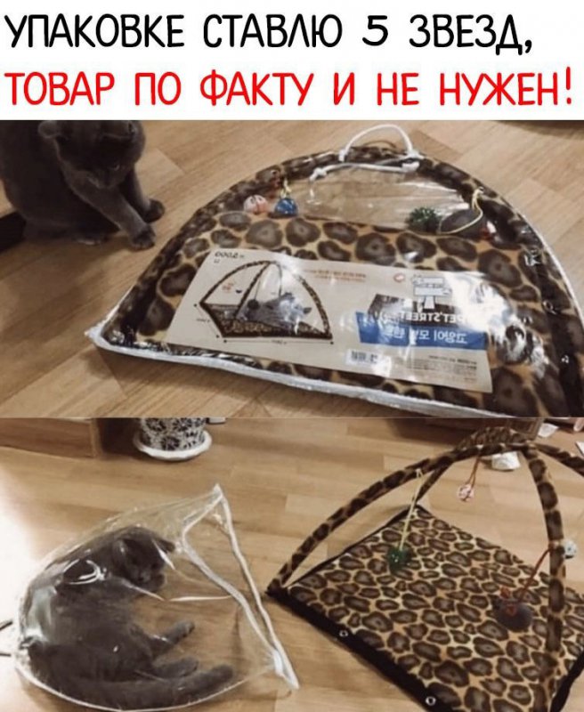 Коту купили домик, а он залез в пакет