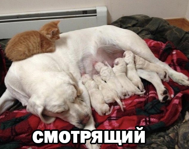 Смотрящий кот следит за кормлением щенят