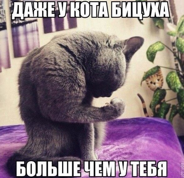 Даже у кота бицуха больше, чем у тебя