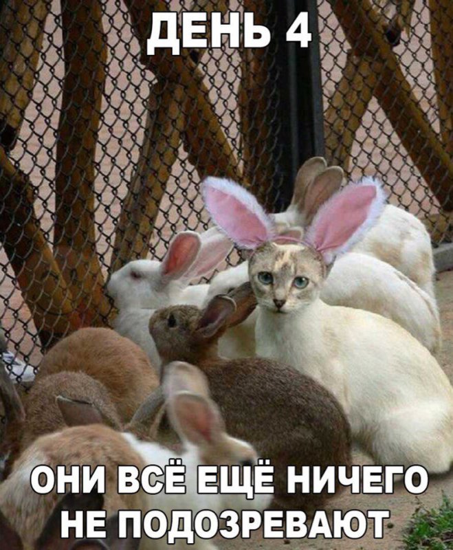 Кот среди кроликов