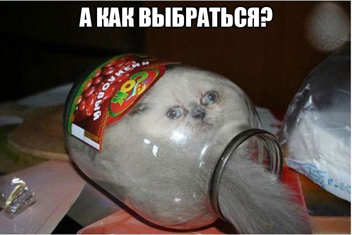 Кот залез в трёхлитровую банку и не знает как выбраться