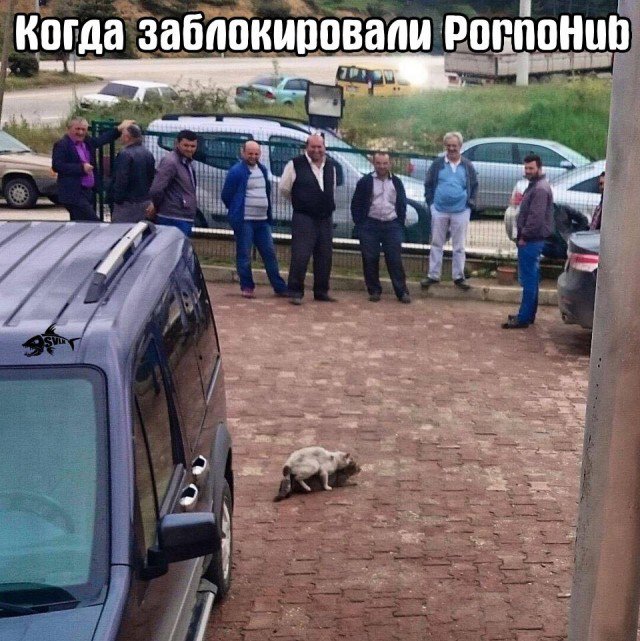 Заблокировали порнхаб, занимаются сексом животные