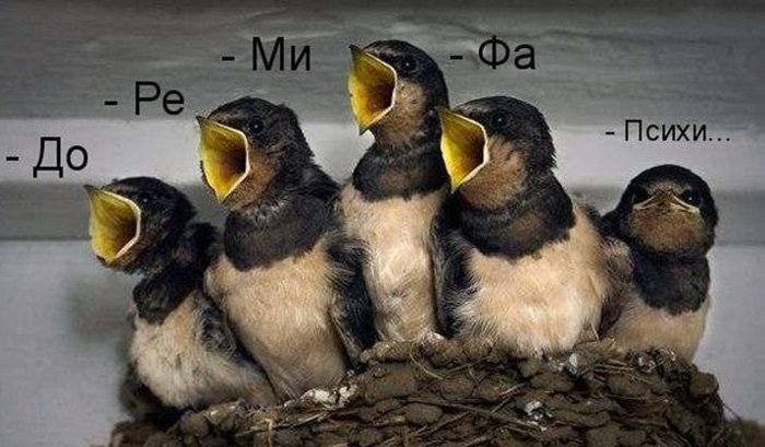 Птицы поют, -до -ре -ми -фа... психи