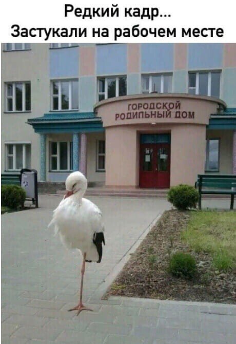 Застукали аиста возле роддома