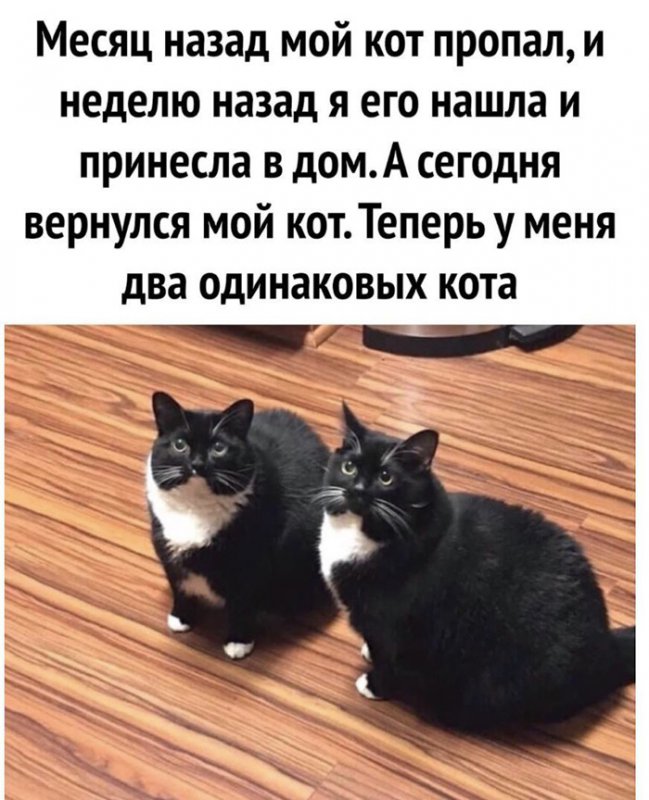 Неделю назад пропал кот, вернулся, а теперь их двое