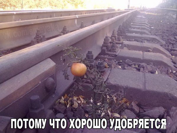 Помидор вырос на железнодорожных путях
