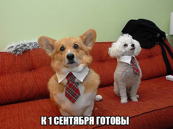 Собачки нарядились и готовы к 1 сентября