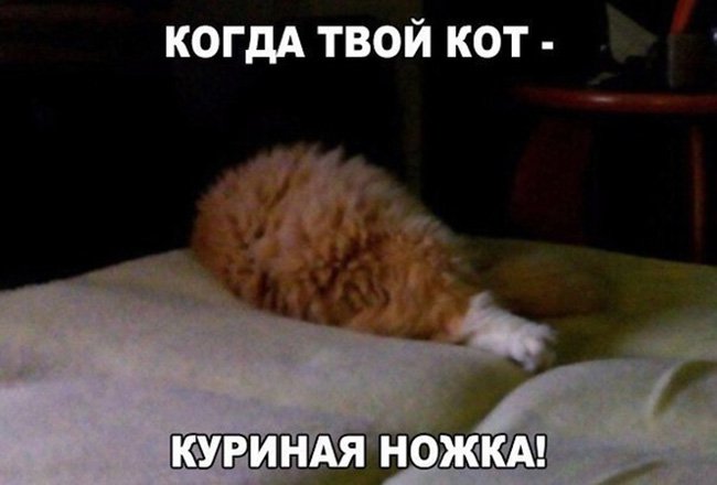 Кот лежит в виде куриной ножки