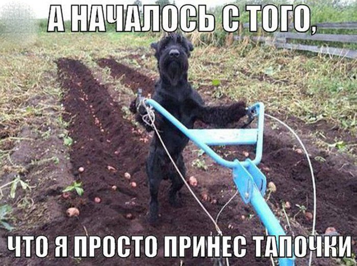 Собака впахивает огород вместо хозяина