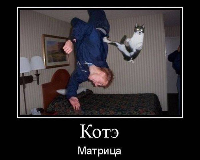 Кот из матрицы в прыжке бьёт хозяина
