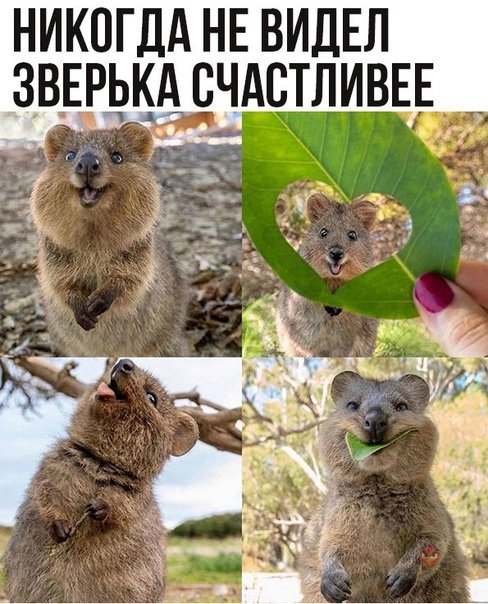 Кенгуру квокка - самый счастливый зверь