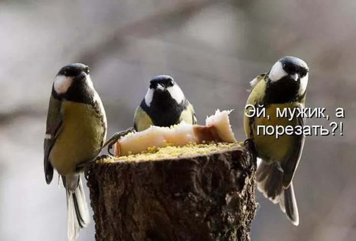 Синицы не довольны большим куском хлеба, а порезать