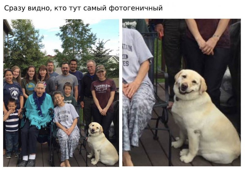 Сразу видно, что собака на фото самая фотогеничная