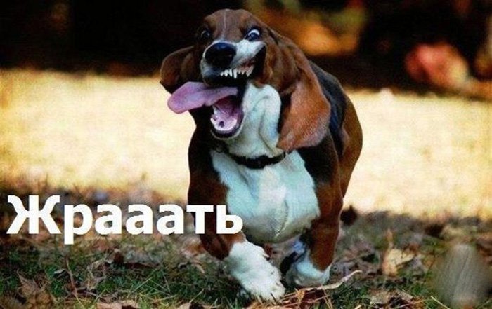 Голодная собака хочет жрать