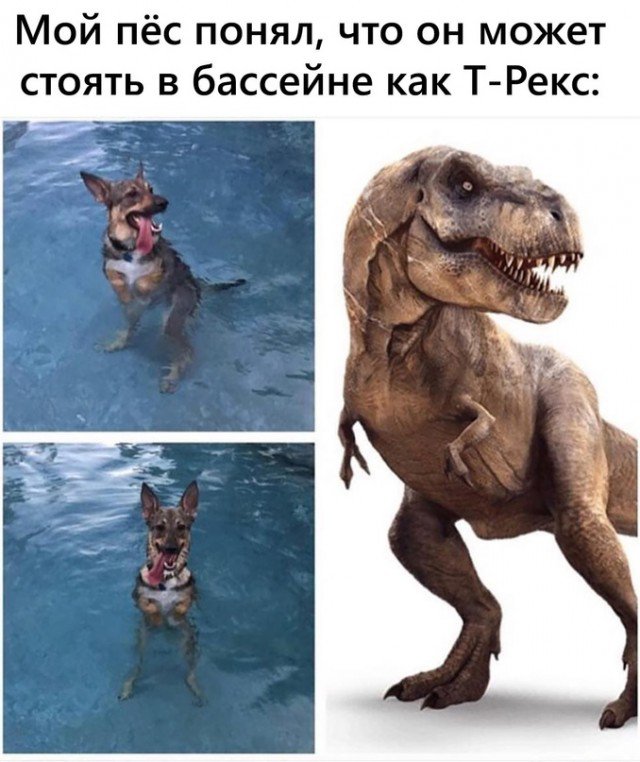 Мой пёс понял, что может стоят в бассейне как Т-Рекс