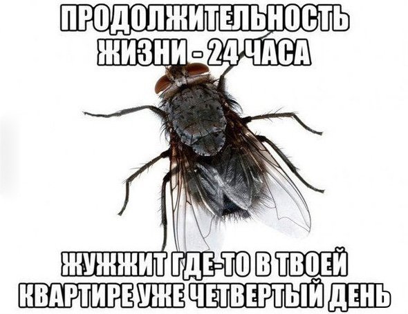Муха жужжит в квартире четвёртый день