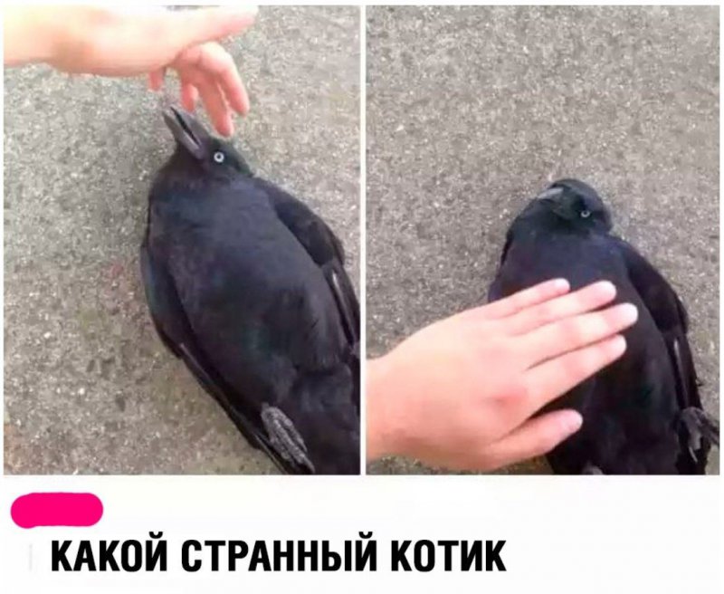 Поглпдил ворону как котика