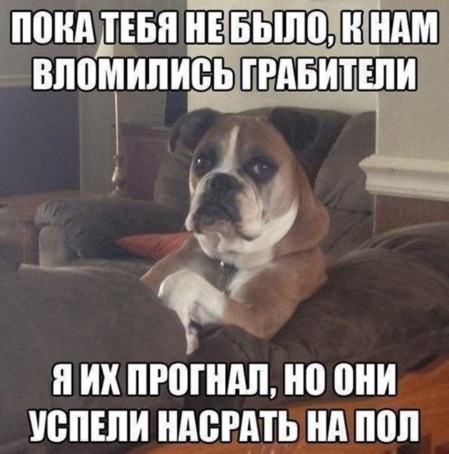 Вломились грабители, и насрали на пол