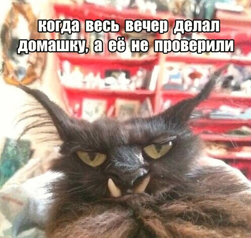 Кот загрустил, что не проверили домашку