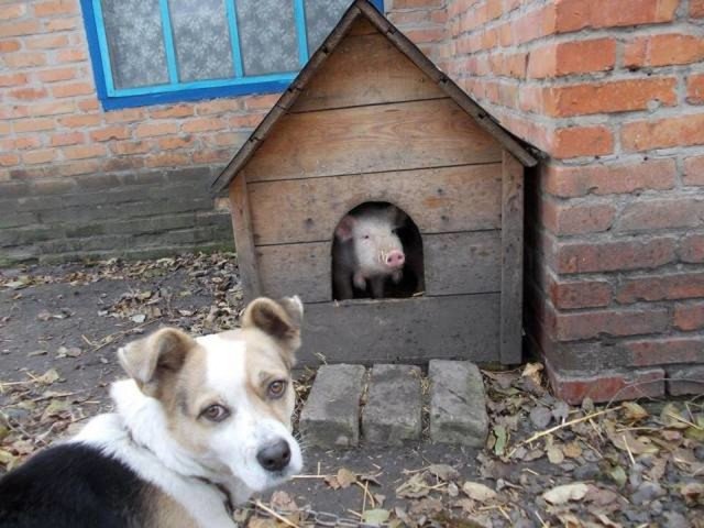 Свинья заняла будку собаки