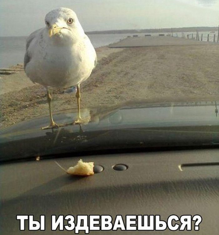 Чайка на капоте не может достать хлеб