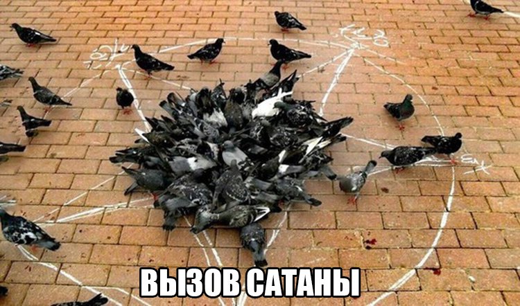 Птицы вызывают сатану на нарисованной мелом звезде