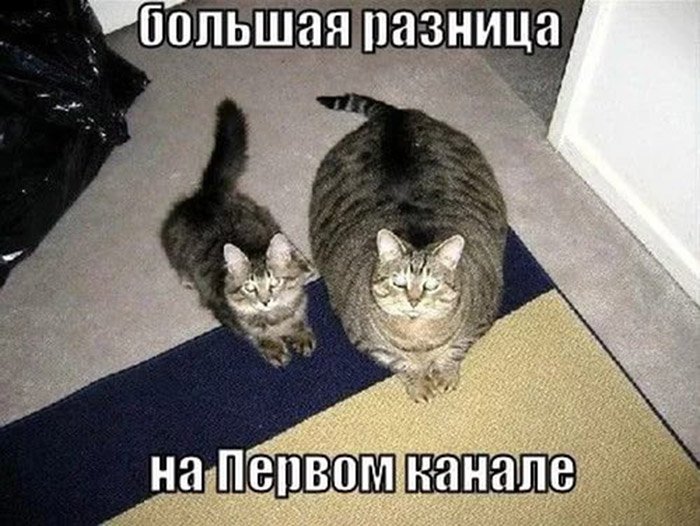 Большая разница, маленький кот и большой кот