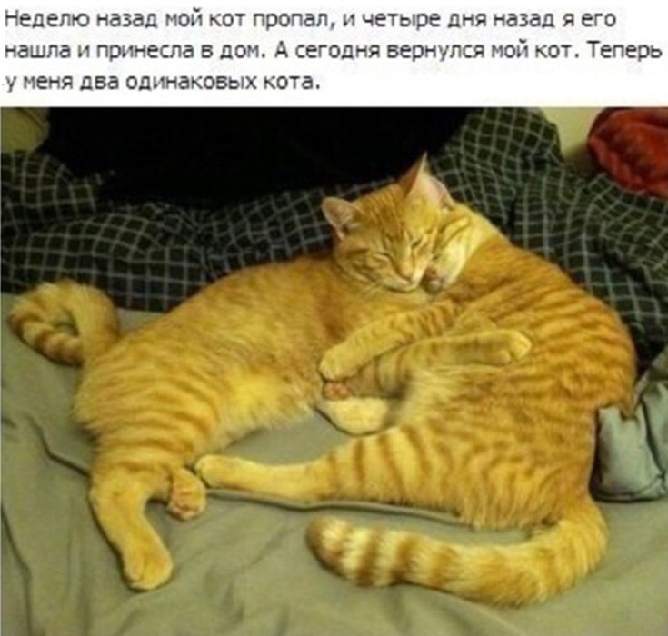 Пропал кот, я его нашла, теперь у меня 2 кота