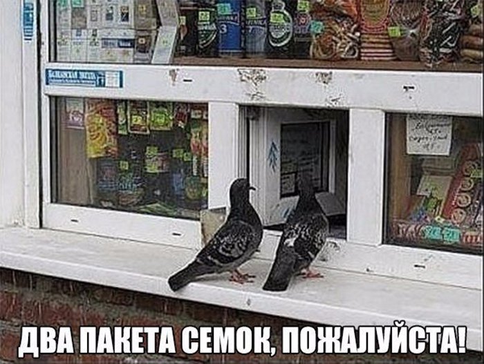 Семки есть голубь картинка