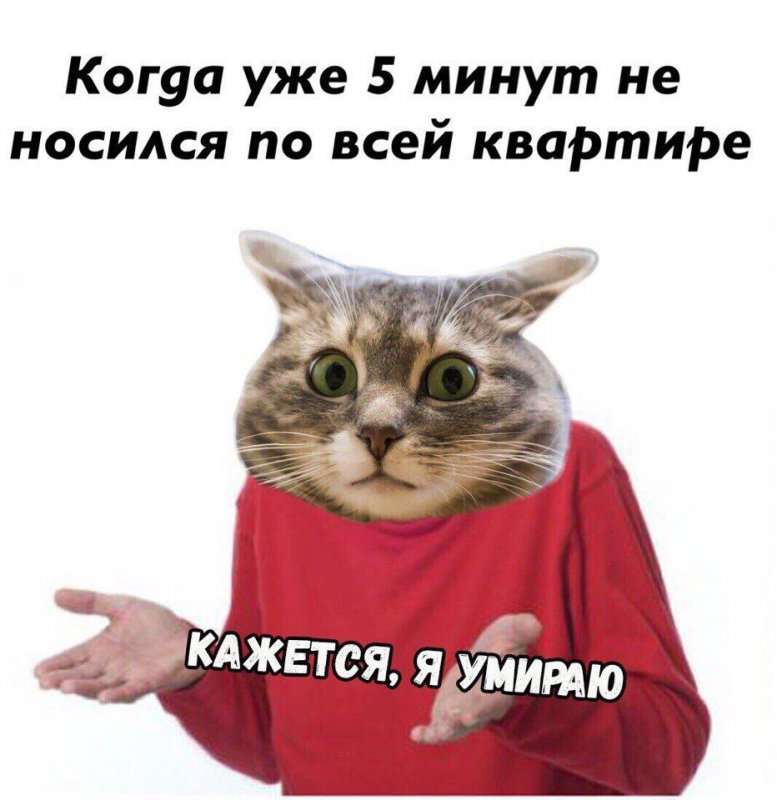Когда не носился по комнате 5 минут, я умираю