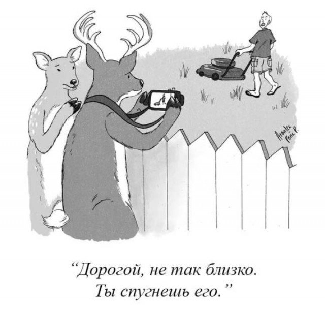 Олени чуть не спугнули человека