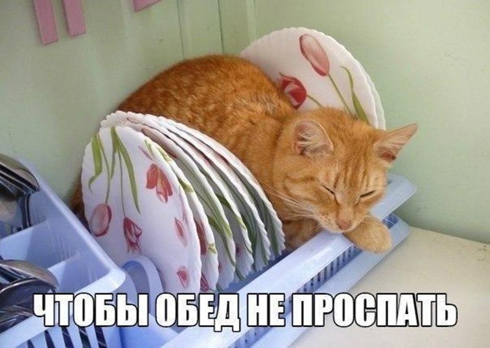 Кот залез между посудой, чтоб не проспать обед