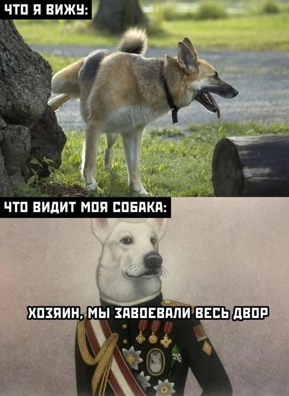 Вижу как собака метит территорию, она завоёвывает двор