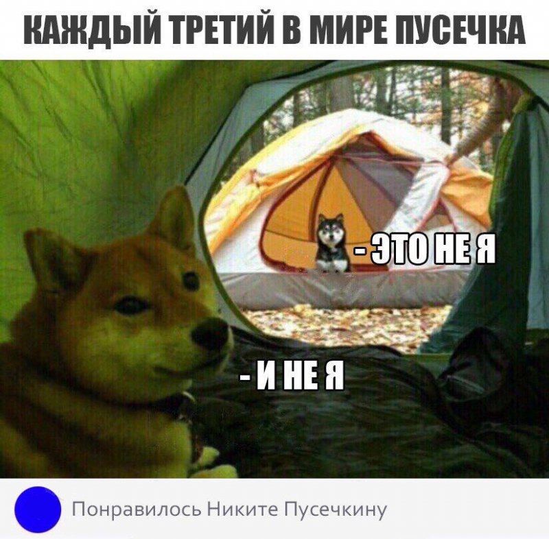 Каждый третий в мире пусечка