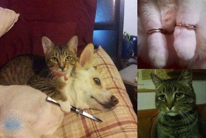 Кот взял в заложники собаку