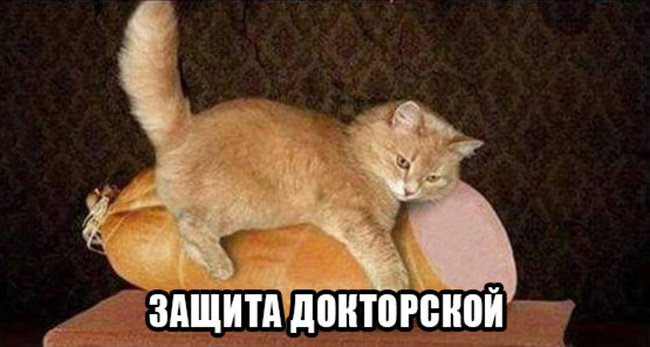 Кот защищает докторскую колбасу