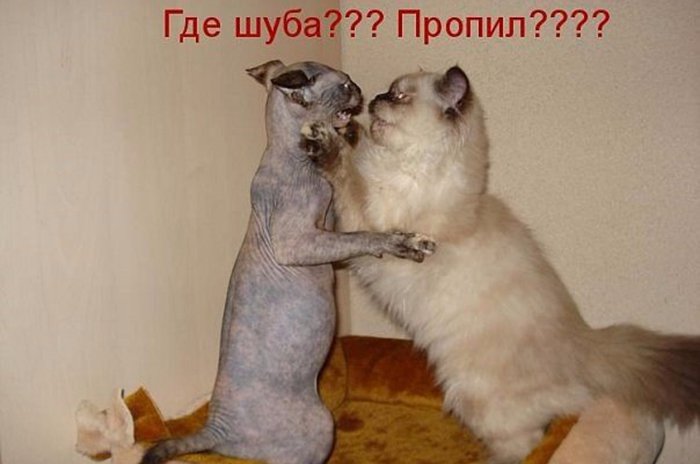 Кот сфинкс пропил шубу