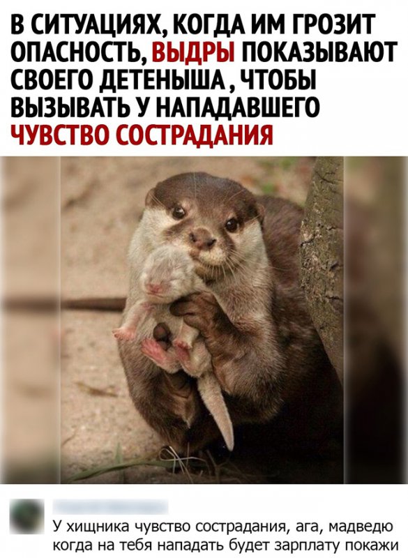 Выдры и чувство сострадания