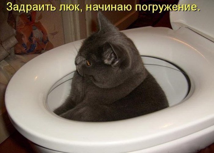 Кот погружается в унитаз