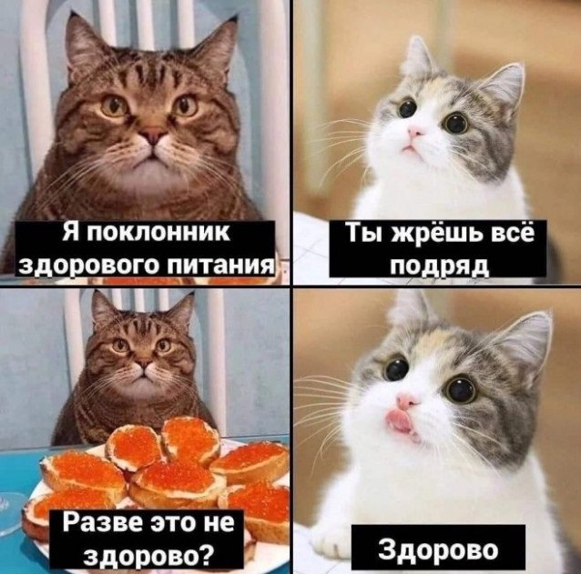 Кот поклонник здорового питания