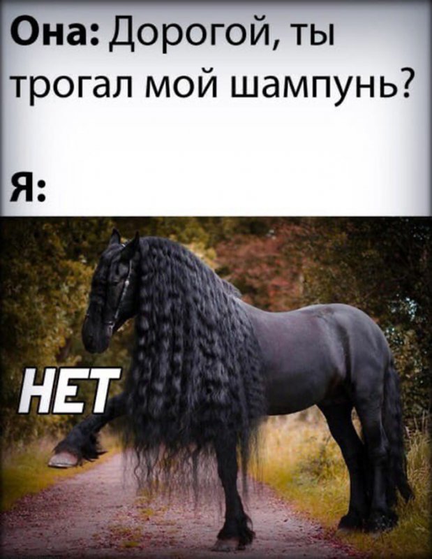 Ты трогал мой шампунь, и конь с роскошными волосами