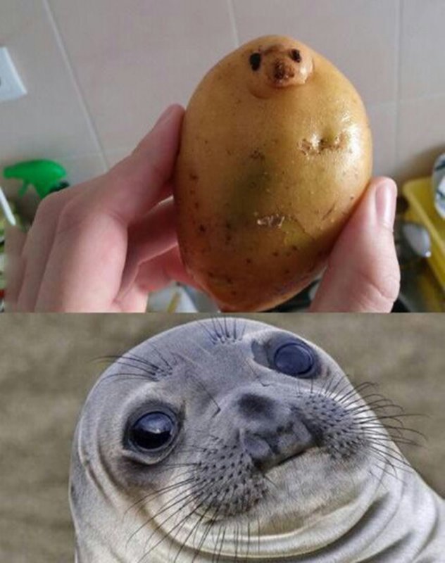 Картошка похожа на тюленя