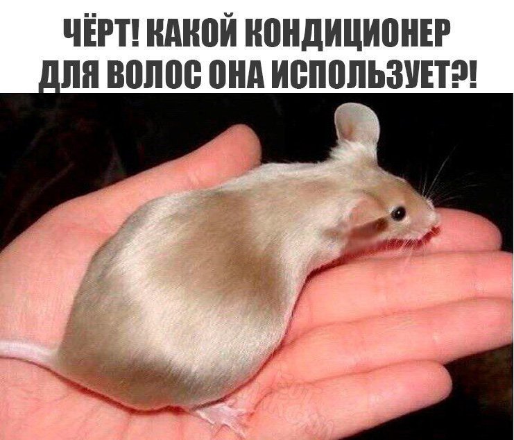 Мышь использует кондиционер для волос