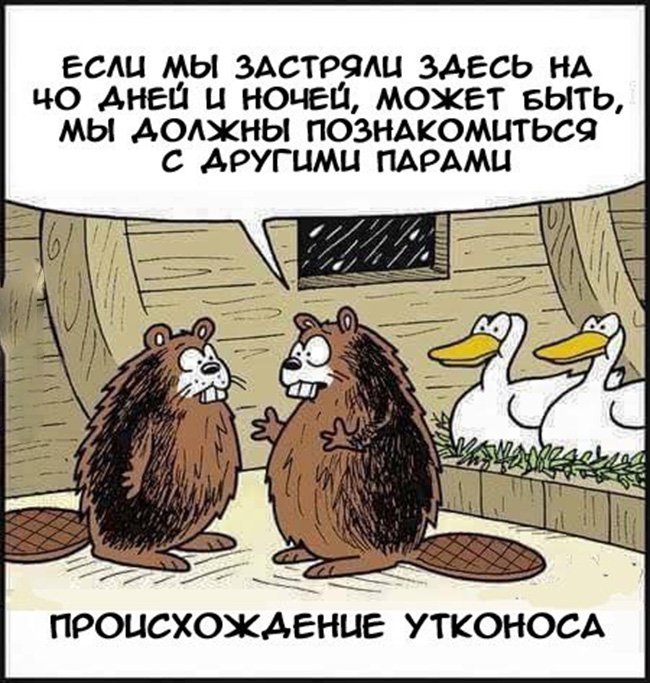 Скрестили бобра и утку в Ноев ковчеге