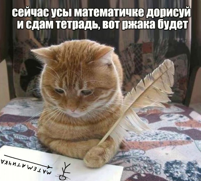 Кот дорисовывает усы математичке, будет ржака