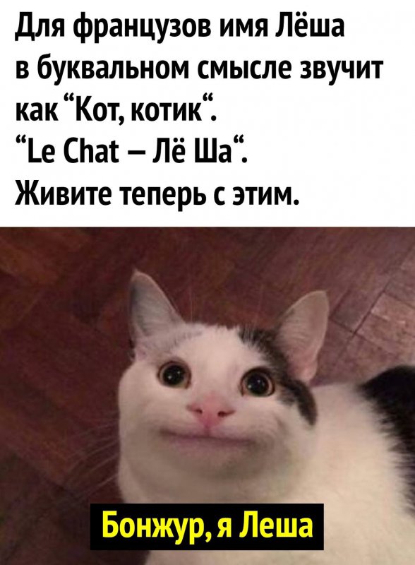 На французскойм кот переводится как Лёша